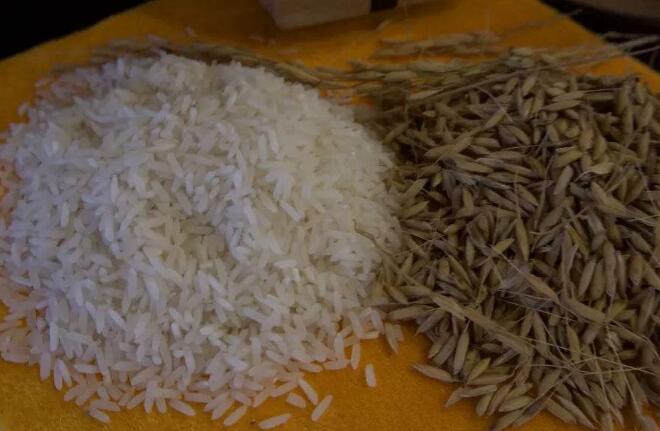 大米粮食检测分析